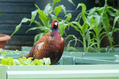 Common or Ringed-necked pheasant (Phasianus colchicus) adult male bird on an urban garden vegetable