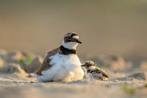 Little Ringed Plover (Charadrius dubius) with chick, North Rhine-Westphalia, Germany