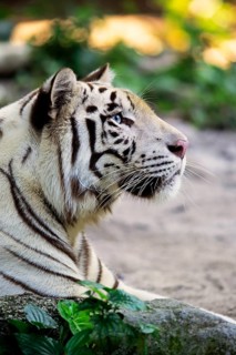 Bengal tiger, Indian tiger (Panthera tigris tigris), adult resting portrait, India