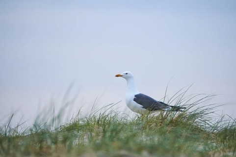 Yellow-legged gull (Larus michahellis) standing in the grass, Düne, Helgoland, Schleswig-Holstein,