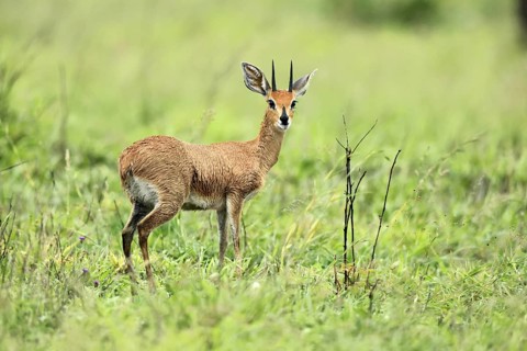 Steenbok (Raphicerus campestris), adult, male, foraging, vigilant, dwarf antelope, Kruger, Kruger