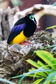 Twelve-wired bird-of-paradise (Seleucidis melanoleucus) adult male, with its beak wide open, native