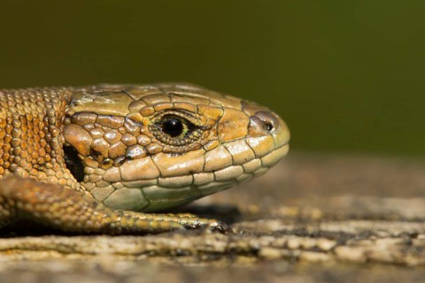 Common lizard (Zootoca vivipara) adult reptile animal resting on a wooden sleeper, England, United