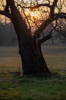 A lonely tree in front of a calm sunrise with a long shadow, Germany
