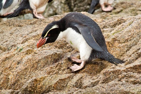 Snares Penguin (Eudyptes robustus), Snares Islands, New Zealand