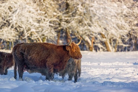 A highland cow (Bos primigenius taurus) nurses her calf on a snow-covered pasture at the edge of