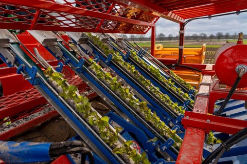 Lettuce plants, in press pots, they are planted in a field with a planting machine, agriculture,