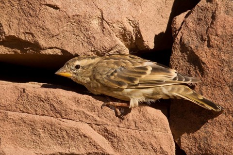 Rock Sparrow (Petronia petronia), Morocco