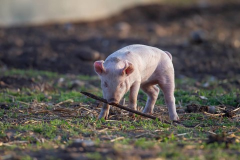 Domestic pig (Sus scrofa domesticus) juvenile baby piglet farm animal playing with a stick in a