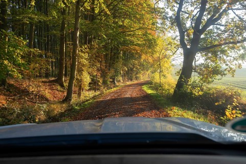 Driving through an autumn forest in the morning, Mecklenburg-Vorpommern, Germany