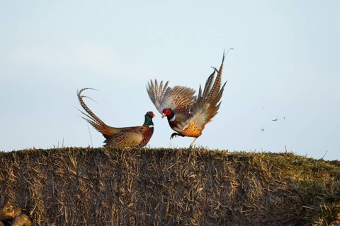 Common pheasant (Phasianus colchicus) two male game birds fighting on straw bales, England, United