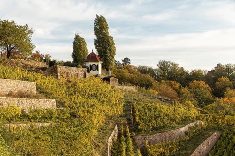 In the autumn-coloured vineyards of the Goldener Wagen steep slope with guardian's house,