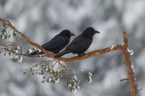 Common ravens, northern raven (Corvus corax) pair perched in spruce tree in winter