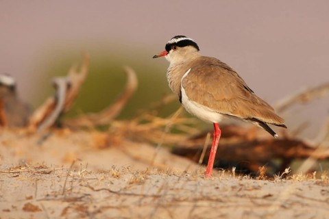 Crowned Lapwing (Vanellus coronatus), Namibia
