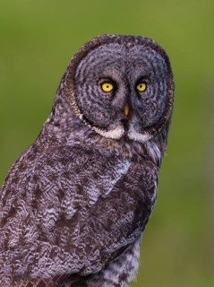 Great Grey Owl (Strix nebulosa)