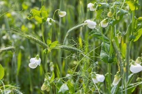 Field with mixed crop of creepers as climbing aid and peas (Pisum sativum), Upper Lusatia, Saxony,