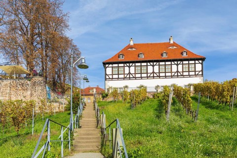 Ascent to the Berg- und Lusthaus of the Hoflößnitz, on the left the chestnut terrace, autumn,