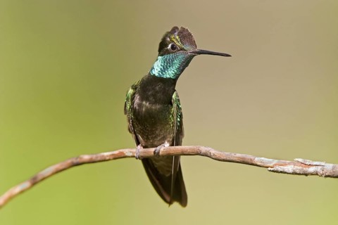 Rivoli's Hummingbird Eugenes fulgens Chiricahua Mountains, Cochise County, ARIZONA, United States 6
