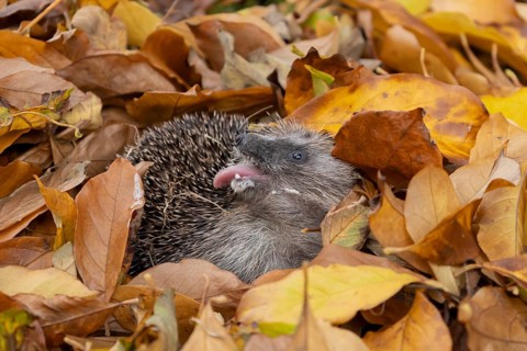 European hedgehog (Erinaceus europaeus) adult animal resting on a pile of autumn colour tree