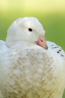 Upland goose (Chloephaga picta), male, portrait, captive, occurrence in South America