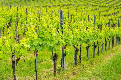 Landscape of the wine yards growing on the hills of southern styria, Austria
