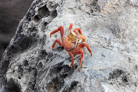 Red rock crab (Grapsus grapsus), San Cristobal, Galapagos, Ecuador