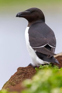 Tordalk, Razorbill, Alca torda, Pingouin torda, Petit Pingouin, Alca Común