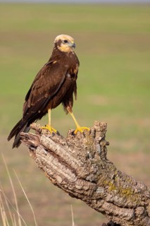 Western marsh-harrier (Circus aeruginosus), perch, Hides de El Taray / Raptor Hide, Villafranca de