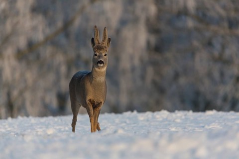 One male Roe Deer, (Capreolus capreolus), walking over a snowy meadow. Snow covered trees in the