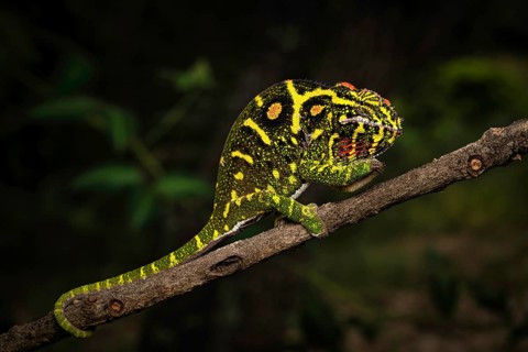 A female chameleon of the genus Furcifer minor, in the central highlands of Madagascar