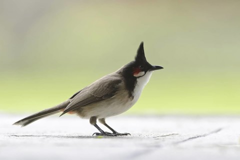 Red-whiskered Bulbul (Pycnonotus jocosus), Mauritius
