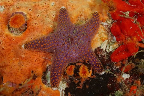 A purple starfish, beautiful starfish (Callopatiria formosa), lies on an orange sea sponge. Dive