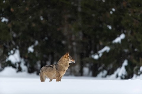 One male eurasian gray wolf (Canis lupus lupus) walking thru deep snow with a forest in the