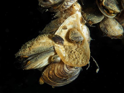Close-up of Quagga zebra mussels (Dreissena rostriformis bugensis), an invasive species,