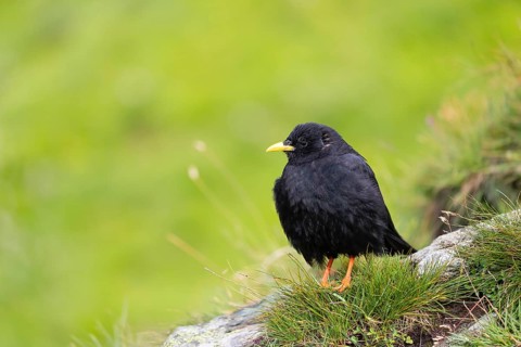 One young Alpine chough or yellow-billed chough (Pyrrhocorax graculus) stands on grass covered