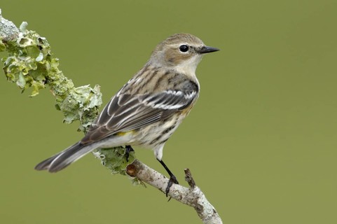 Myrtle Warbler (Setophaga coronata coronata) female, Texas, USA