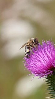 European honey bee (Apis mellifera), collecting nectar from a thistle flower (Cirsium arvense),