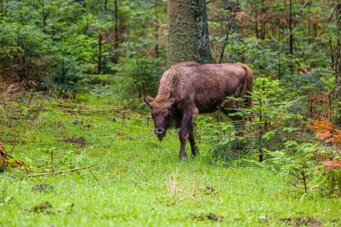An adult female European bison (Bison bonasus) stands in a clearing in a dense forest