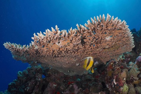 Pharaoh's antler coral (Acropora pharaonis)