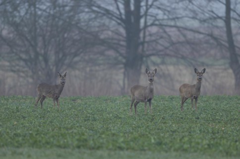 European roe deers (Capreolus capreolus) with winter coat standing on a grain field, (L-R), buck