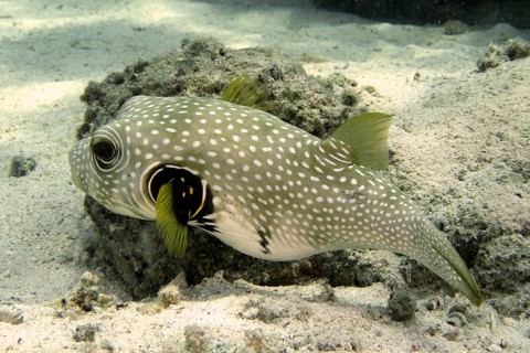 White-spotted pufferfish (Arothron hispidus)