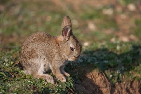 Rabbit (Oryctolagus cuniculus) juvenile baby bunny wild mammal resting by its burrow in the