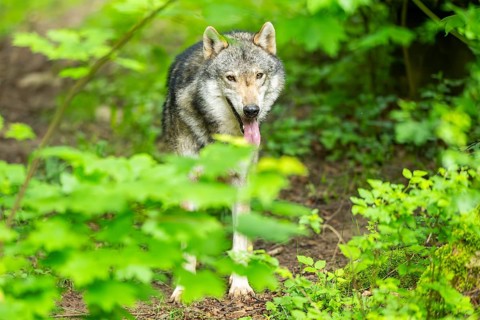 European gray wolf (Canis lupus lupus) in the forest, Germany
