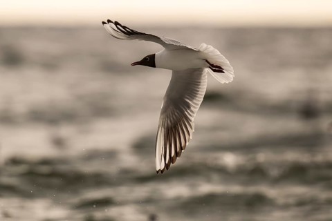 Black-headed gull (Chroicocephalus ridibundus) in summer plumage, flying above the sea surface,