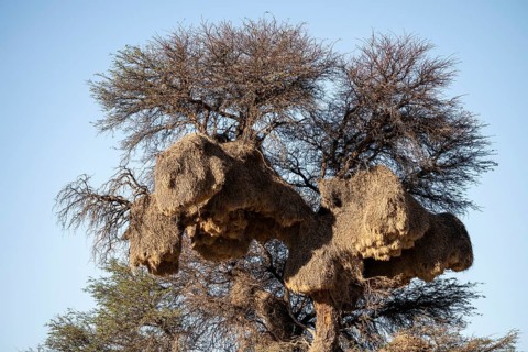 Sociable weaver Community nests (Philetairus socius) in tree, Kgalagadi Transfrontier Park,