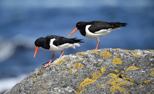 Oystercatcher, (Haematopus ostralegus) on a rock on the coast of Norway