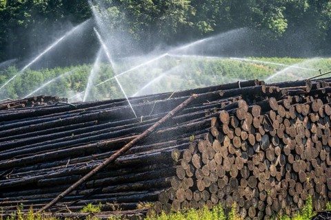Wet wood storage of a sawmill, timber that is stored longer is sprinkled with water so that the