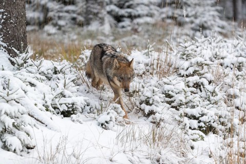 One young male eurasian gray wolf (Canis lupus lupus) running towards the camera over a snow