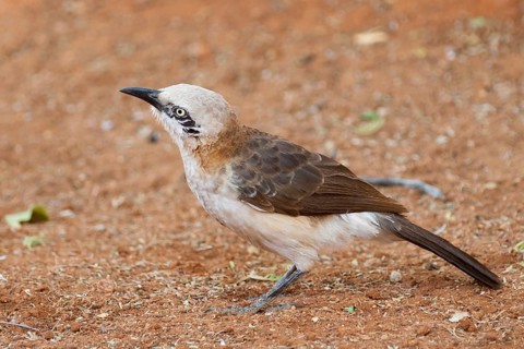 Bare-cheeked Babbler (Turdoides gymnogenys), Namibia