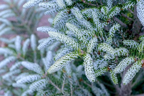 Korean fir (Abies koreana 'Silberlocke'), viewing garden at the University of Applied Sciences W,